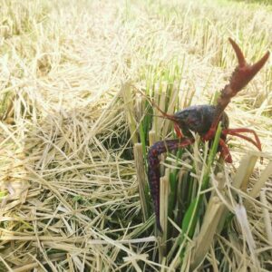無農薬米【にこまる】２０kg ＋無農薬お野菜【3～4種類】