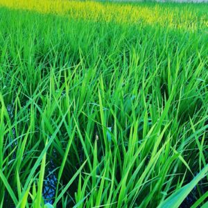 無農薬米【にこまる】２０kg