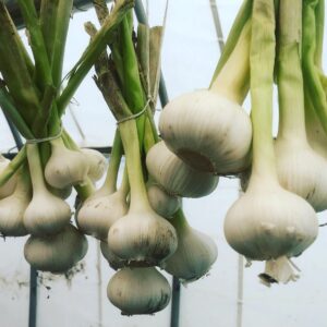 追加：にんにく