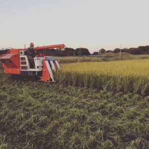 減農薬米【てんこもり】玄米　３０kg【農場受取限定】