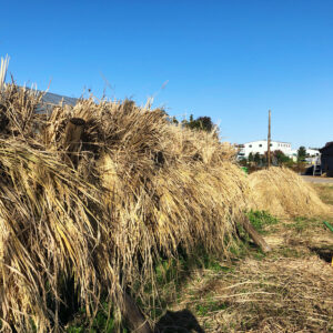 無農薬玄米【にこまる】３０kg【農場受取限定】