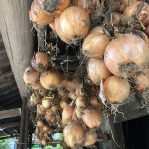 業務用　玉ねぎ　１㎏