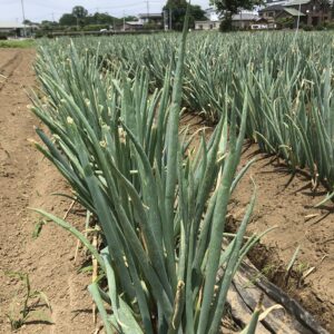 業務用　ネギ　１㎏