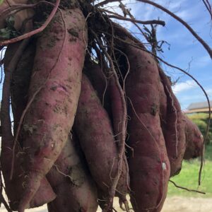 業務用　さつまいも　１㎏