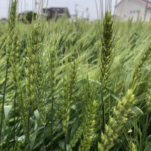 【農林６１号】全粒粉５００g