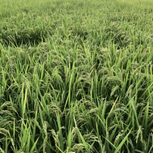 減農薬米【てんこもり】１０kg